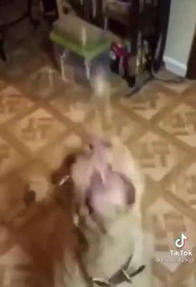 What da dog doin?🤨🐕