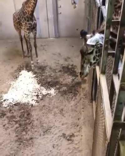 Baby giraffe meets dad for the first time. Watch the parents embrace at the end