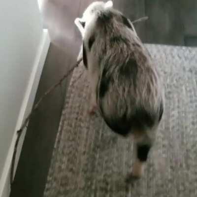 Wilbur found a good stick that needed to be brought home