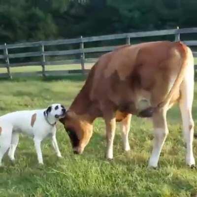 Cow and Dog Play Together