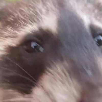 Oh HI! Just a trash panda hanging with his bro, snuffling for snacks.