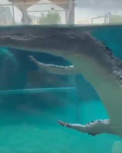 Crocodile.exe has stopped working