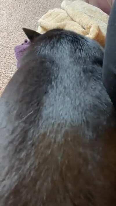 I help fold towels! Very helpful!