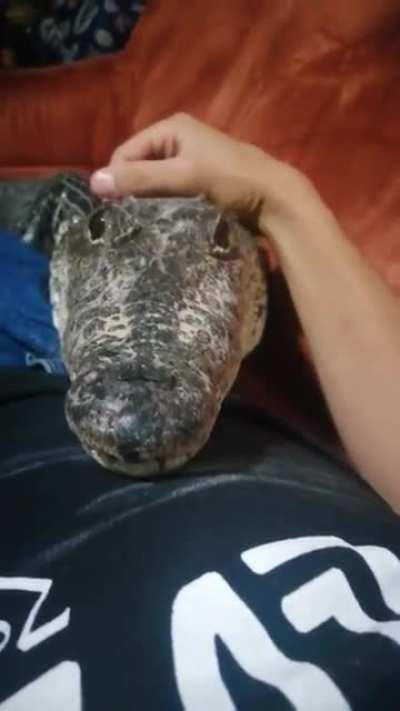 GiAnT rEpTiLiAn BeAsT dEvOuRs MaN pArAlYzEd WiTh FeAr!!!