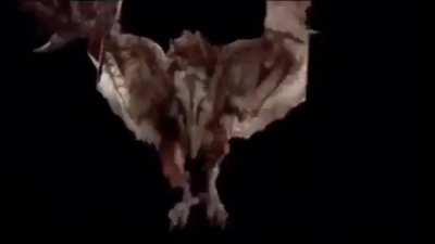 Rathalos gets festive this year.