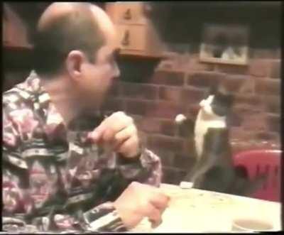 Cat communicates with deaf owner