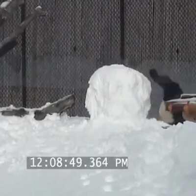 Here is a panda to brighten you day