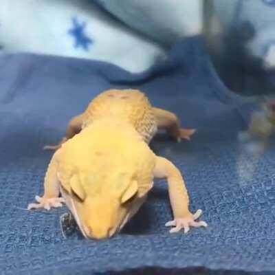 Master of hunting skill.