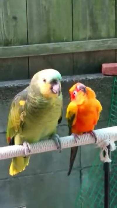 Annoying the sweet way!