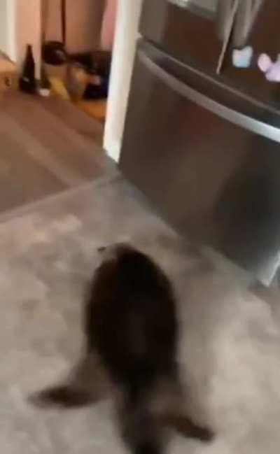 The Fast And The Furry-ous: Chonkyo Drift