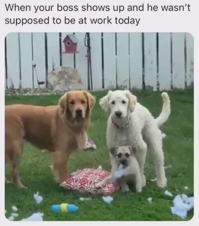 Dogs getting caught