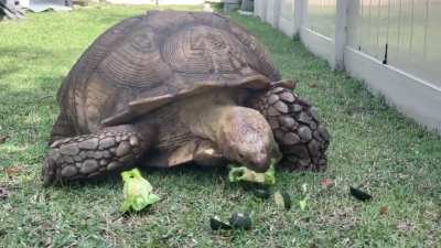 Stay away from my peppers and zucchini!