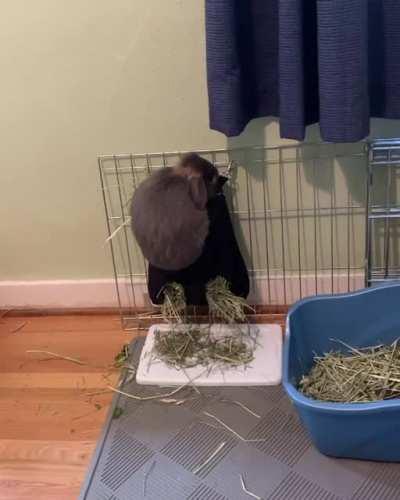 Um, Gary, you’re not supposed to be IN the hay bag 🤦‍♀️