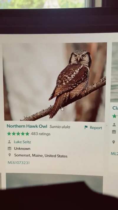 Bird classifier with RPi5 and Coral USB accelerator!