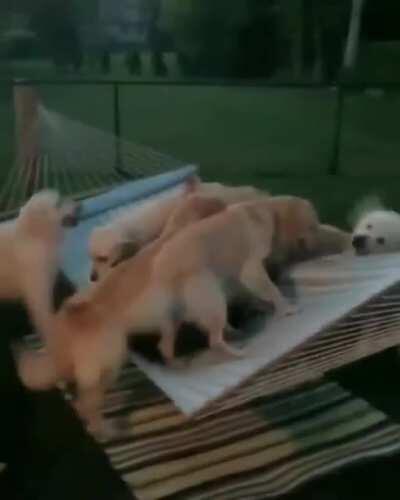 Dogs... too many dogs... oh no