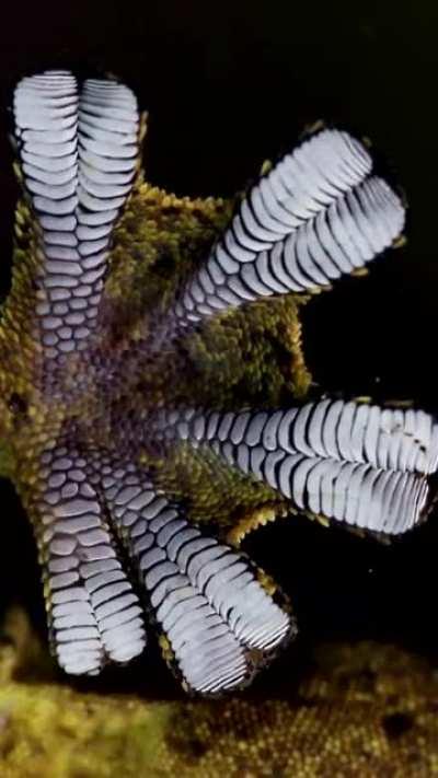 Лапки геккона