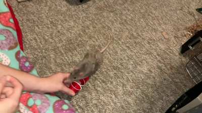 My incredible pet rat Crumb is learning to stack cups!