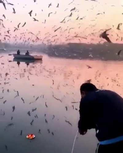 The birds circulating around the boat