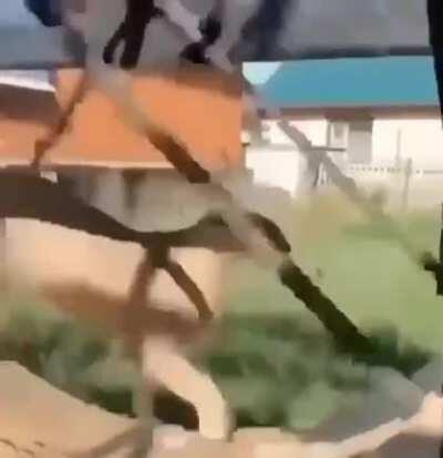 Floppa whipped dat ho 😳