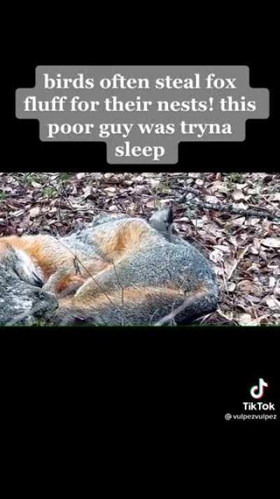 Poor fox
