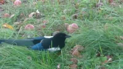 An interesting title