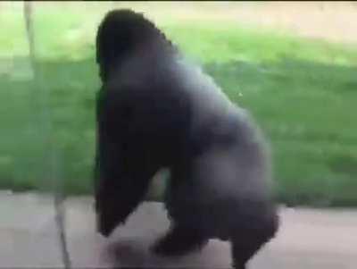 Gorila girando com música de Doom