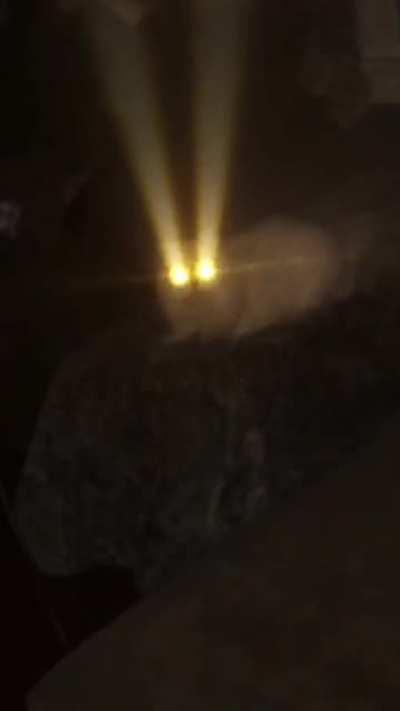 This is how cats see in the dark