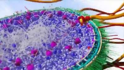 So apparently, nature invented rotary engines long before we did.