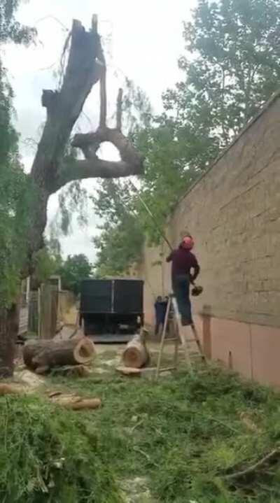 HMFT after this tree retaliates.