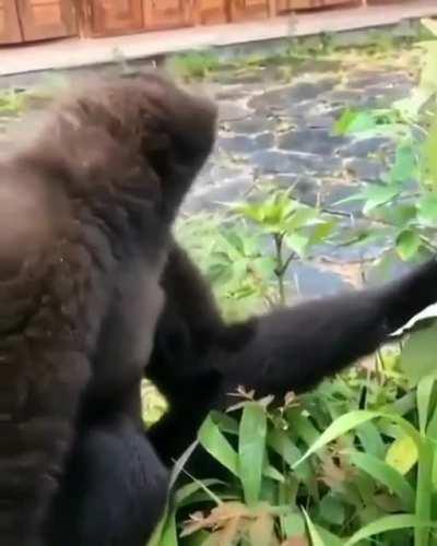 Los autistas cuando el simio prende directo 🤟😎👌