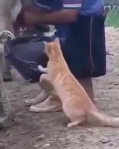 Cats get thirsty too