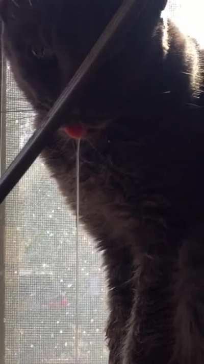 This is Sharkey... full derp.