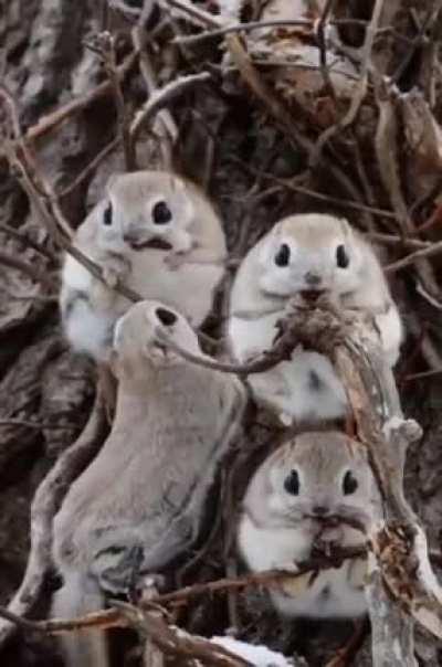 🔥The Japanese dwarf flying squirrel (Pteromys momonga)