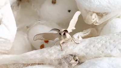 Silk Moth Females are so much chonkier than the males that they cannot fly and just waddle around flapping their wings.