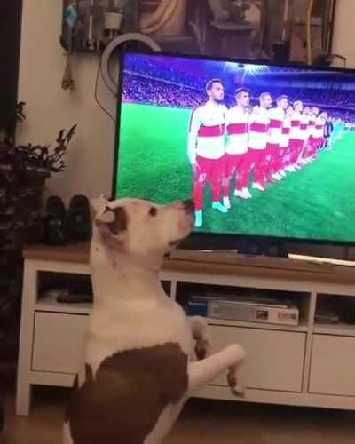 Türkler kurtlardan gelir confirmed