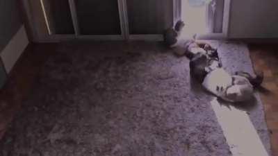 Do cats actually run on solar power?!?!