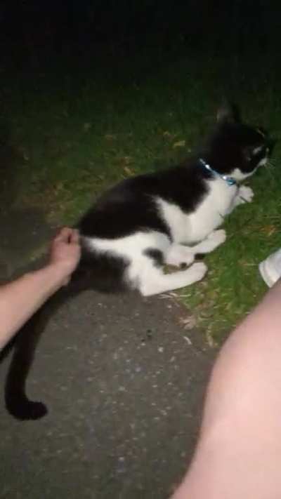 Gigi is new here but cat plops are his signature move!