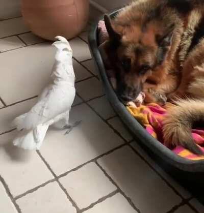 o pássaro que faz au au