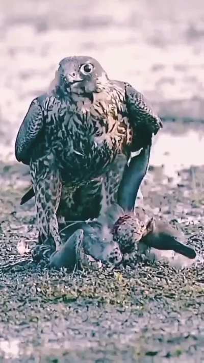 A peregrine falcon rips apart the neck of its green-winged teal kill