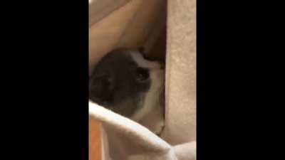 One pocket-size cat please !!!!!!!!