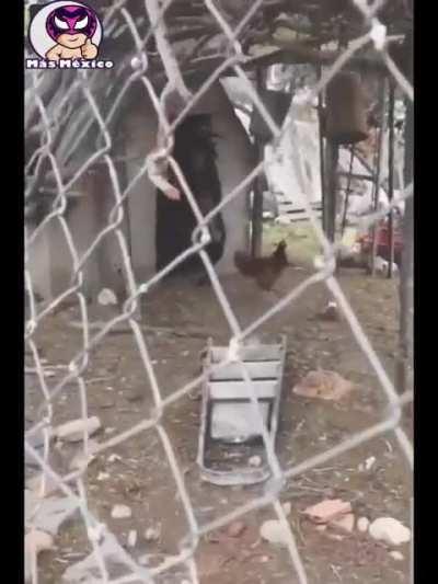 I'm not sure whether this goat should be taken to the vet or to the exorcist