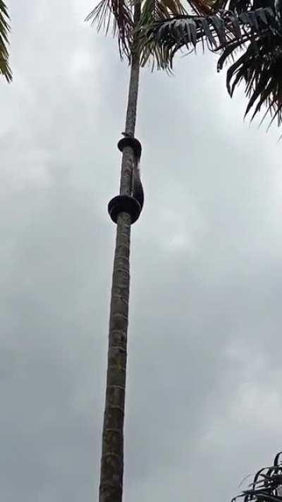 Как змея залезает на дерево