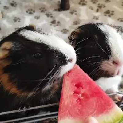 First time poster here, meet my two boys