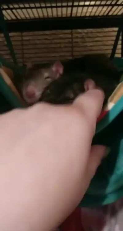 A boggle for your morning