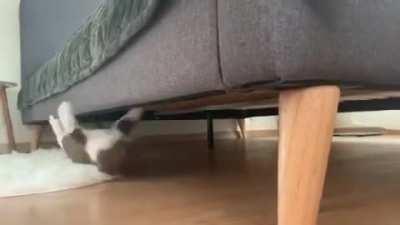 SpiderCat, SpiderCat, does whatever a spider can