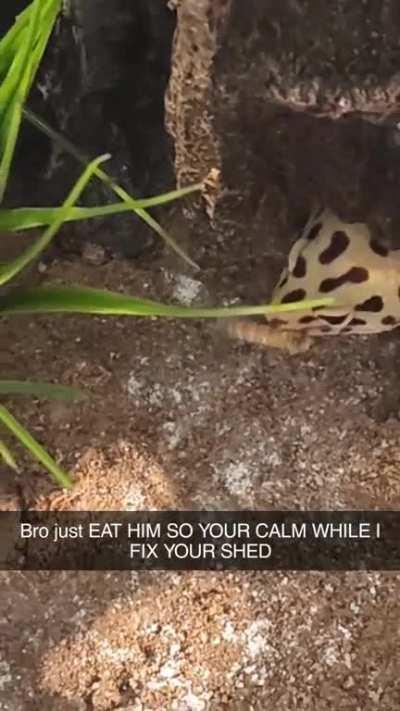 Lil bro doesn't even have the so called 1 brain cell. It's two pieces of dust bouncing off eachother and he's running off the static electricity it produces 😐