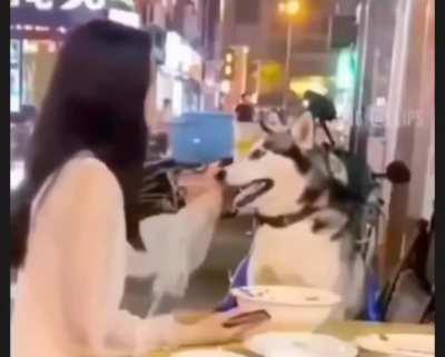 Dog wasn't having any of that