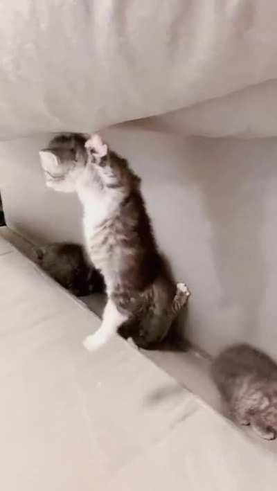 A secret cat sanctuary.