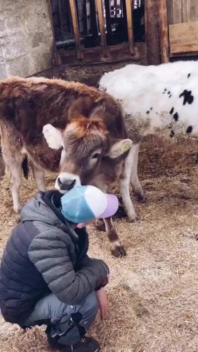 Cow got your hat? (from Lebenshof Odenwald sanctuary)