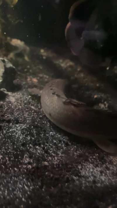 What kind of bichir is this , I got it from a fish store and they didn’t know what species he was, and neither did I he was really skinny at first now he’s a little bigger , still can’t tell any help?